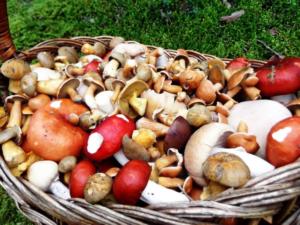 Можно ли замораживать соленые грибы – Можно ли замораживать соленые грибы — Растениеводство в ЗАО «Бирюли»