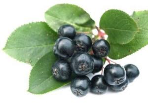 1349268805 6425712 black chokeberry aronia well known for its many health benefits1