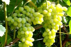Компот из винограда лидия. vinograd pamjati streljaevoj 900x6001. Компот из винограда лидия фото. Компот из винограда лидия-vinograd pamjati streljaevoj 900x6001. картинка Компот из винограда лидия. картинка vinograd pamjati streljaevoj 900x6001. Самый простой способ приготовить виноград — это сварить из него приятный напиток. Между прочим, виноградный компот более мягкий на вкус, чем сок из этих ягод. Кроме того в него можно добавлять другие ягоды или же фрукты, а также ваши любимые пряности. Подобные эксперименты позволят сделать полезные витаминные запасы на зиму.